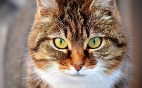 В сети набирает популярность видео, как кошки почуяли начало землетрясения