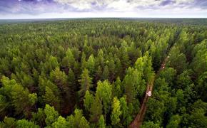 Рослесхоз завершил полную инвентаризацию лесного хозяйства
