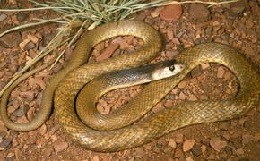В Австралии шестилетний ребенок дважды пережил укусы ядовитых змей