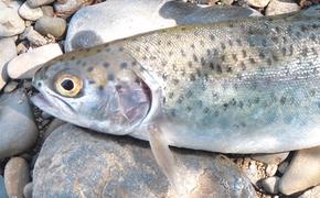 На Камчатке наконец-то пошла красная рыба