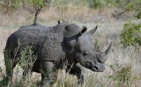 Видео, как носорог напал на семью в сафари-парке Мексики