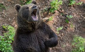 В Кавказском заповеднике туристам запретили ночевки из-за медведей