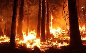 Трамп придумал способ борьбы с лесными пожарами в Калифорнии