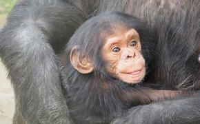 В Таиланде сняли, как шимпанзе играет со своим детенышем