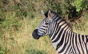 В США зебра заглянула в машину к туристам и получила угощение