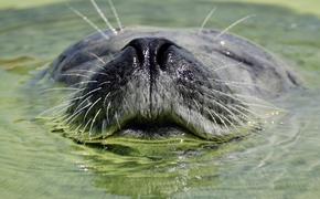 "Нападение" кота на тюленя рассмешило пользователей соцсетей