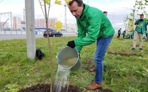 На Тополиной аллее высадят подрощенные саженцы кленов