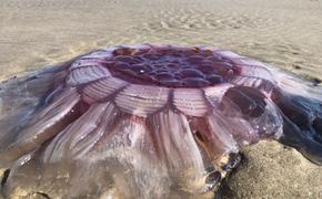 Гигантскую медузу выбросило на пляж Новой Зеландии