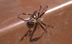 Ядовитые пауки захватили дом американской семьи