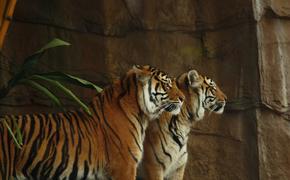 Дрессировщик: «Тигры устроены по-другому»