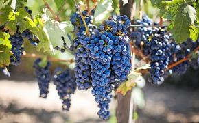 Ученые раскрыли  пользу винограда для профилактики рака
