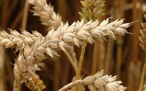Правительство намерено продать 1,5 млн тонн зерна из Госфонда