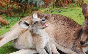 Ученые выяснили, откуда в Австралии взялись кенгуру