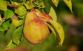 Назван фрукт, который защитит ваш организм осенью