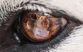 В ЛНР за увечье собаке будут сажать на пять лет