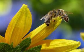 Биологи обнаружили необычную связь между пчелами и солнечными затмениями