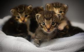 Житель Японии приютил "котят", которые выросли в неизвестных животных