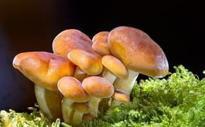 Российские химики научились делать биотопливо из грибов