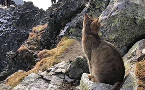 Альпинист с удивлением обнаружил домашнего кота на горной вершине в Польше