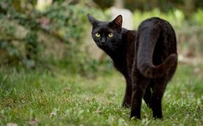 Оптическая иллюзия с черным котом рассмешила пользователей сети
