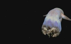Опубликовано видео редкого осьминога с ушами