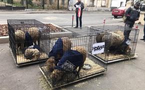 К редакции «Новой газеты» неизвестные привезли овец в клетках