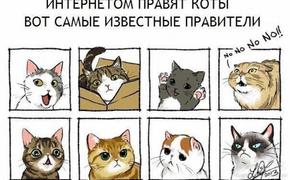 У котиков тоже есть свои слабости