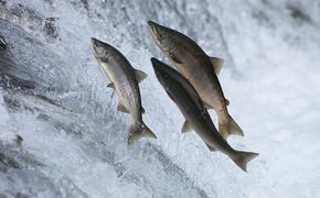 Какие факторы влияют на наполняемость рек и вылов лососёвых