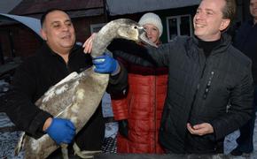 На Южном Урале ищут браконьера, который ранил лебедя