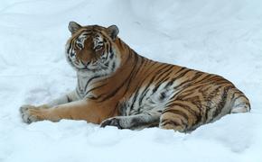 В России восстанавливается популяция амурских тигров и леопардов