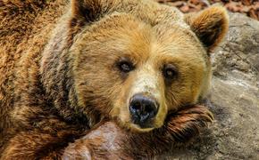 Зима близко: в Московском зоопарке уснули медведи