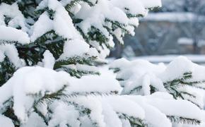 Высота снежного покрова в Москве и области достигла восьми сантиметров