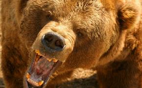 В Канаде медведь загрыз женщину с ребенком