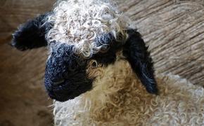 В сеть попала видеозапись, как овца чуть не парализовала движение на МКАД