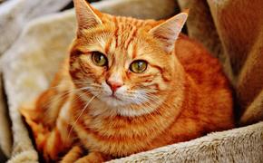 Милонов предложил ввести закон, запрещающий наказывать котов