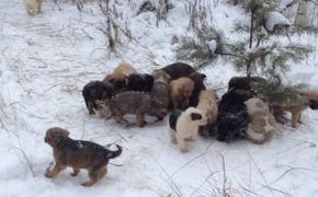Рязанский предприниматель спас в лесу 20 замерзающих на морозе щенков