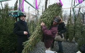 Эксперты подсказали, как выбрать новогоднюю елку