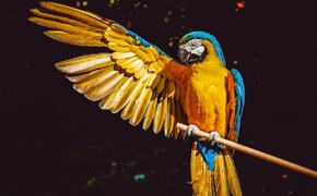 Ученые раскрыли причину долголетия попугаев