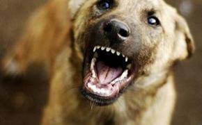 С владелицы собаки в Крыму, покусавшей ребенка,  взыскана моральная компенсация