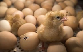 Полиция Джанкоя задержала похителей цыплят с птицефабрики
