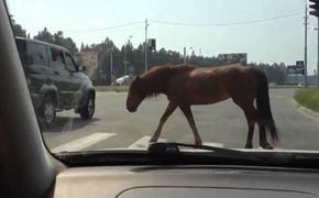 На горной дороге  в Крыму свободно разгуливают не стреноженные полутонные лошади