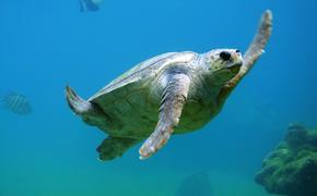 Из-за глобального потепления самцы черепах могут сменить пол