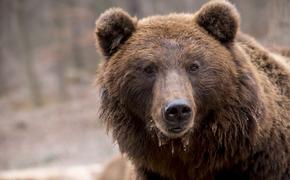 Медведь убил жителя Челябинской области