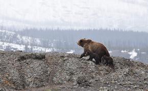 Следователи проверят, как охотился на медведя губернатор Иркутской области