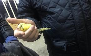 В Магнитогорске из-под завалов вытащили живого попугая