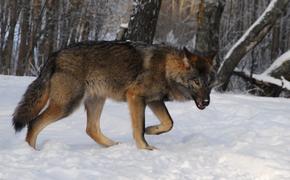 В Крыму планируют уничтожить основную часть популяции волков
