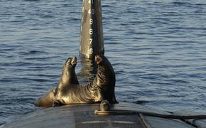 Шведы учили тюленей искать русские подлодки