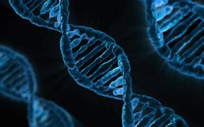 Учёный считает, что эксперименты с изменением ДНК уже не остановить