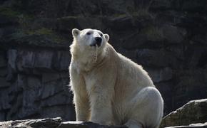 В WWF объяснили нашествие медведей на Новой Земле