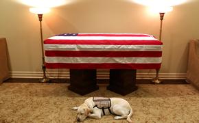 Собаке покойного президента США Джорджа Буша нашли новую работу